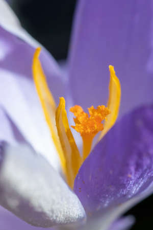 detail of crocus plant growong in spring time in the gardenの写真素材