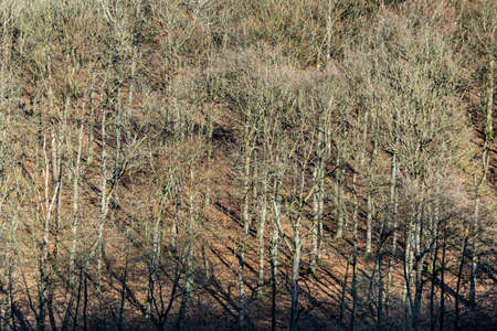 pattern of forest in spring time with afternoon shadow in warm light