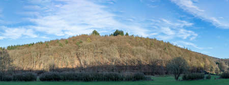pattern of forest in spring time with afternoon shadow in warm light