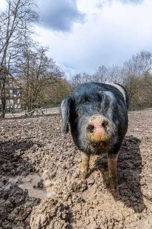 The pig also known as the Angler Sattelschwein enjoys the mudの写真素材