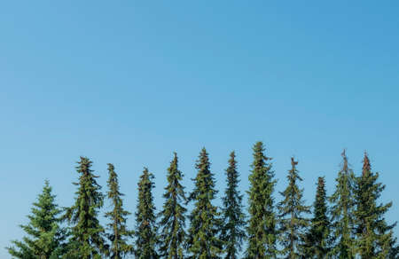 top of fir trees in symmetrical order under blue skyの写真素材