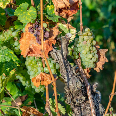 Detail of green grapes at vine growing in the vineyard in the Rheingau area in Germanyの写真素材
