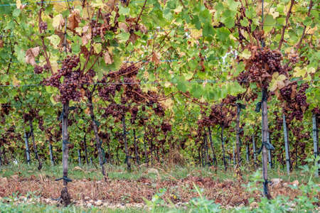 vineyard with ripe grapes in the Alsace region in Franceの写真素材