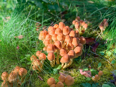many grumpy mushrooms growing at the meadow in the garden