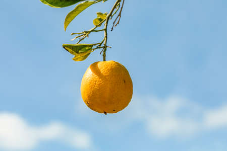 ripe orange hanging at the orange tree under blue skyの写真素材