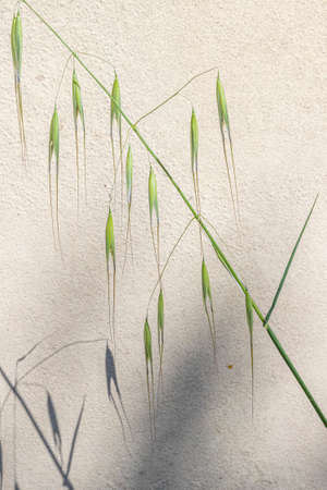 detail of grass gives a harmonic asiatic feeling of Zen