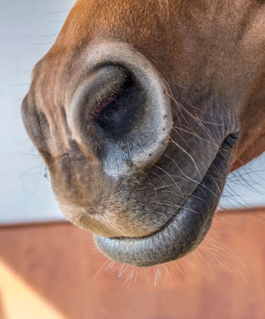 detail of horse head with smiling face