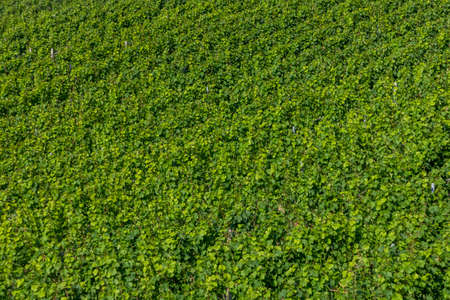 scenic green background of vineyard in the Moselle areaの写真素材