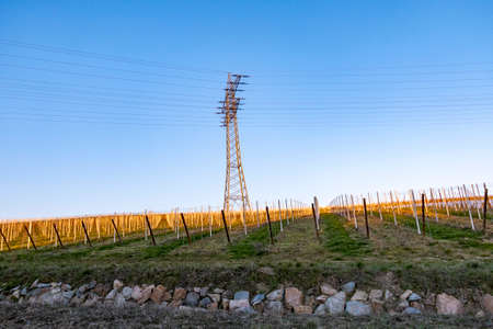 Electric pylon in vineyard under clear blue skyの写真素材