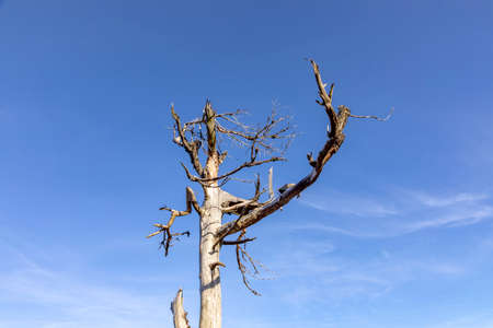 old dead tree caused by acid rain in Germany, Hesse, Feldberg