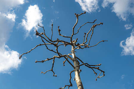 plane tree under blue sky as spring background