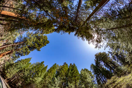scenic trees in sequoia national parkの写真素材