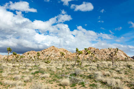landscape with joshua trees in the joshua tree national parkのeditorial素材