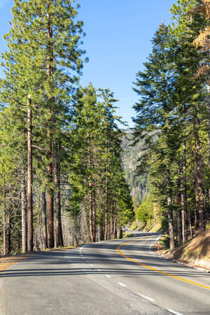 Cruising thru Yosemite yalley with sequoia trees along the road, USAの写真素材
