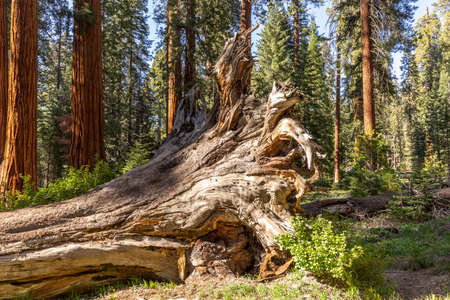 Huge sequoia trees at the place called meadow in Sequoia tree national park, USAの写真素材