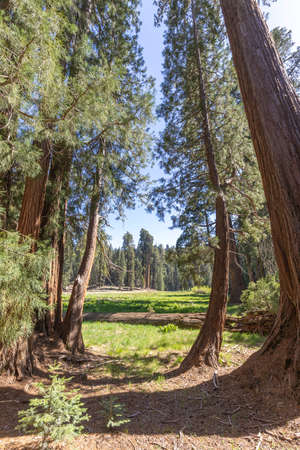 Huge sequoia trees at the place called meadow in Sequoia tree national park, USAの写真素材