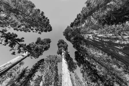 Huge sequoia trees at the place called meadow in Sequoia tree national park, USA