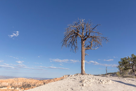 dry dead tree at the top of a cliff in the Bryce Canyon national park, USA