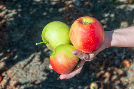 picking delicious Elstar and Gala apples at the apple tree under blue skyの写真素材