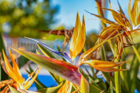 scenic bird of paradise flower - strelicia - in morning lightの写真素材