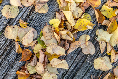 leaves at an old bark gives an autumn feeling