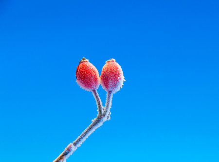 beautiful red rose hip with ice in winterの写真素材