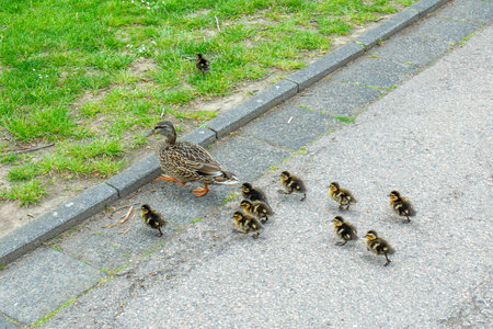 duck family with small chicks crossing a pedestrian wayの写真素材