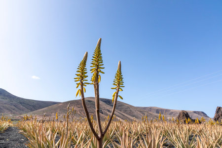 Aloe Vera plant ready for harvest at a field in Lanzarote, Spainの写真素材