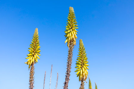 Aloe Vera plant ready for harvest at a field in Lanzarote, Spainの写真素材
