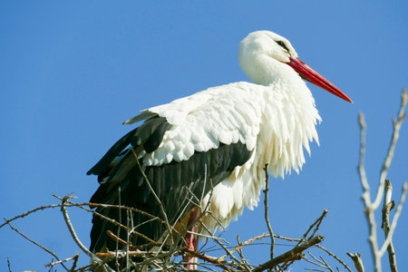 Stork breeding in its nest under blue sky