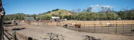 Solvang, USA - April 21, 2019:cows grazing at the meadow of a farm near 5he Alisal Ranch rodeo field.のeditorial素材
