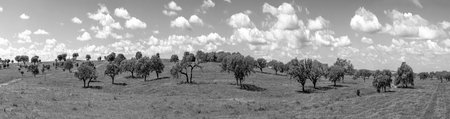 scenic landscape near Ourique at the coast aerea of Algarve in Portugal with olive trees, colorful...
