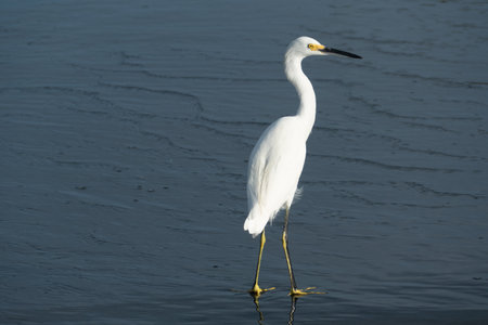 heron with white feather enjoying the day at the sandy beach in Alajuelaの写真素材