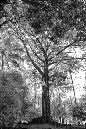 tree in the jungle of the national park in Costa Rica