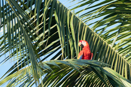 colorful ara sitting on a palm leaf in the jungle in Costa Rica