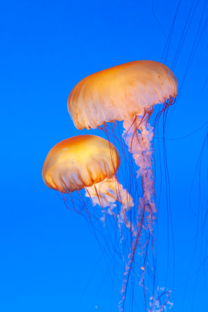 jelly fish in the blue sea gliding in the deep of the oceanの写真素材