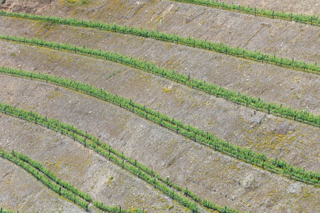 in northern Portugal near Braga small vineyards in terrace organization cover the area in the...