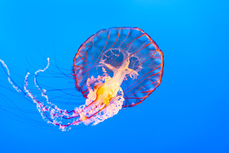 jelly fish in the blue sea