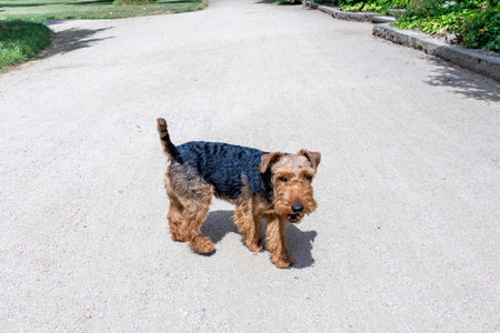 cute young small terrier on a walkの写真素材