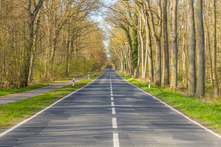 small road through the forest in Usedom, Germany