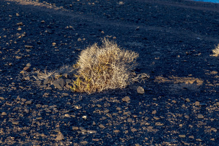 detail of Plants growing on the soil of ash, lapilli and volcanic rock in Timanfaya national parkの写真素材