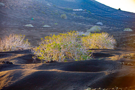 bush in morning light grows at volcanic soil in Timanfaya national park in Lanzarote, Spainの写真素材
