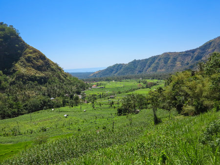 beautiful rice terraces in Bali, Indonesiaの写真素材