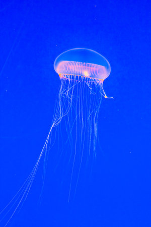transparent jelly fish in the deep dark blue seaの写真素材