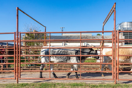 cattle in a metal cage with direction stable in Fort Worth at stock yardの写真素材