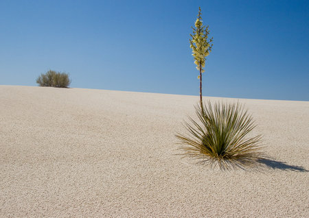 scenic desert with blooming cactus flower with bush at dune, New Mexico, USAの写真素材