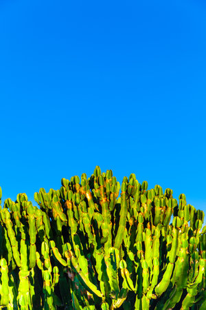 green cactus with blue skyの写真素材