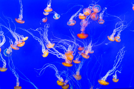 Scenic jelly fishes in the ocean