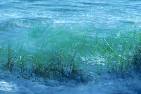 Scenic background of reed grass in blurred motion with wind and symbolized sea
