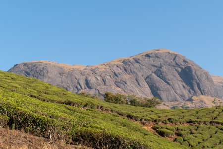 Mount Anamudi - elephant head, with 2,695m highest peak of the Western Ghats in Anamudi Shola...